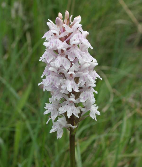 Dactylorhiza fuchsii - Common Spotted-orchid