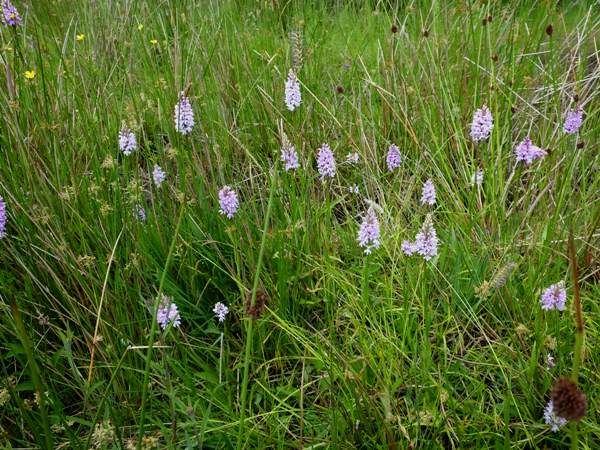 Common Spotted-orchids, North Yorkshire UK