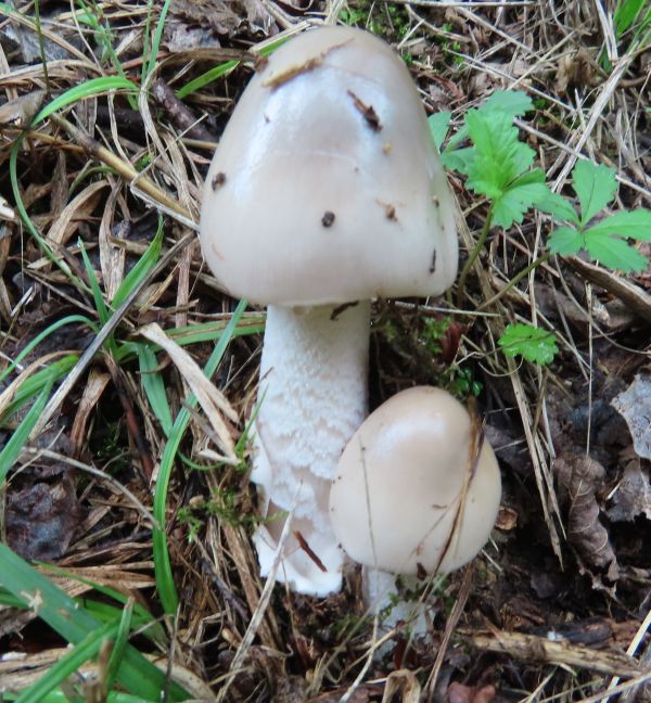 Grisettes, Amanita vaginata, on a woodland edge