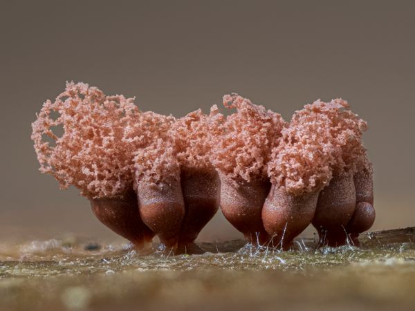 Arcyria species slime mould