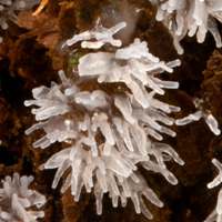 Ceratiomyxa fruticulosa slime mould