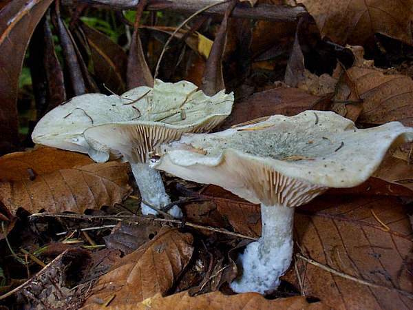 Clitocybe odora - Aniseed Funnel