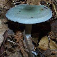 A young Clitocybe odora - Aniseed Funnel