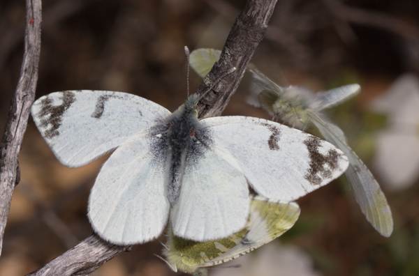 Portuguese Dappled White Butterfly, Euchloe tagis