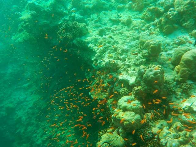 Colourful fish feeding on algae