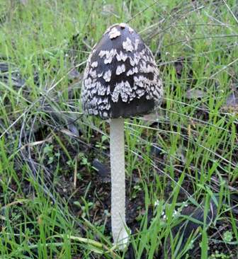 Magpie Inkcap Mushroom