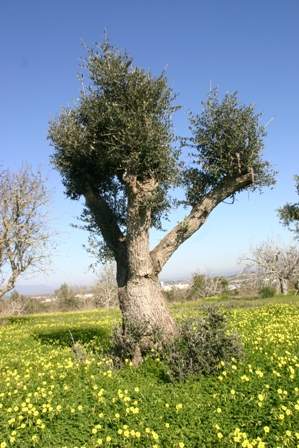 A magnificent old olive tree
