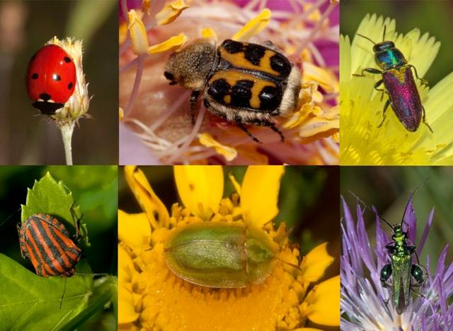 Some Algarve beetles