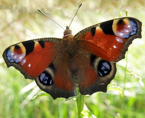 Peacock Butterfly