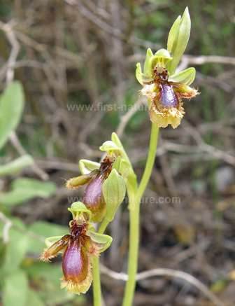 Ophrys lusitanica