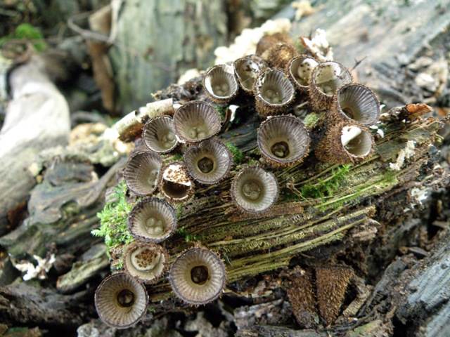 Bird's-nest fungi in a woodland in the Algarve