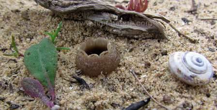 Fauna of the Algarve sand dunes