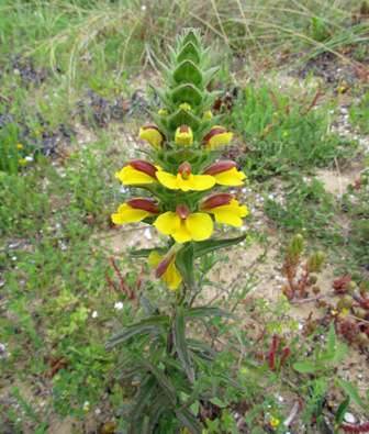 Yellow form of Bellardia trixago