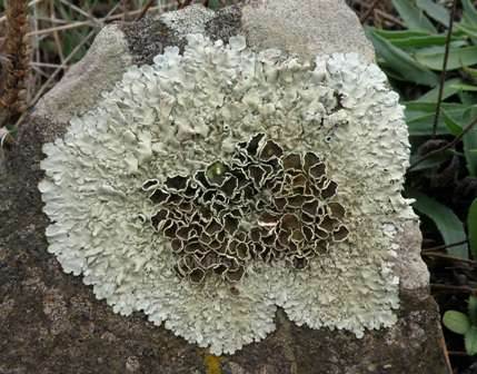 The intricate structure of a lichen