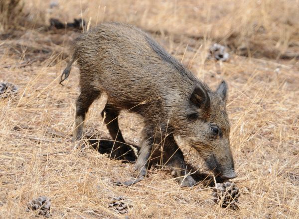Wild Boar in the Algarve