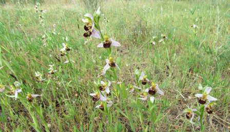 A stunning display of Bee Orchids