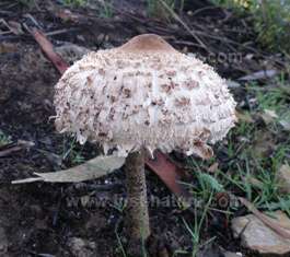 Parasol mushrooms are common in autumn