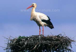 White Storks nest in the park