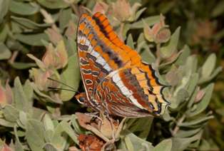The Two-tailed Pasha