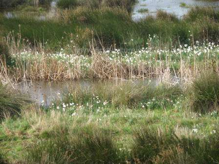 Paper-white Narcissus decks the river banks in December