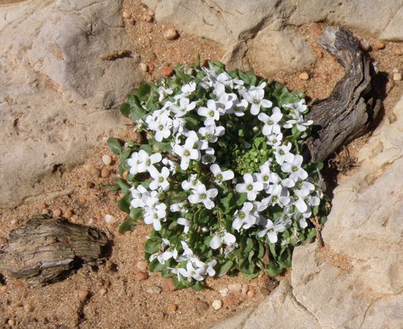 Ionopsidium acaule - a very rare Cape St. Vincent plant
