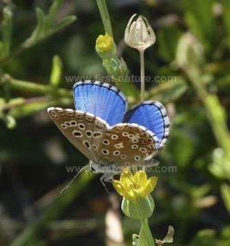 An Adonis Blue Butterfly