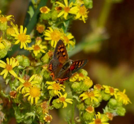 Small Copper Butterfly on Ragwort