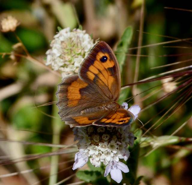 Meadow Brown Butterfly female