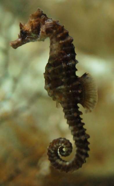 Long-snouted Seahorse