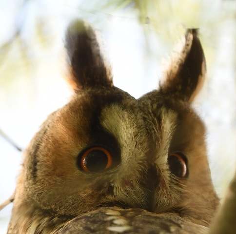 Long-eared Owl closeup