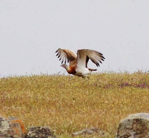 Great Bustard takes off