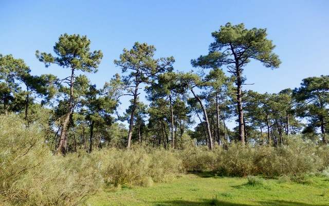 The pine forest at Monte Gordo