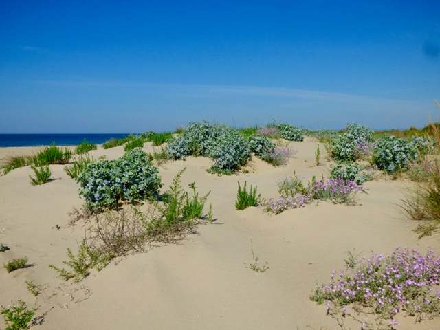 Algarve sand dunes
