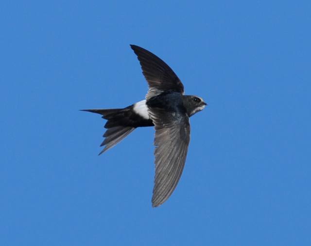White-rumped Swift - Ray Tipper