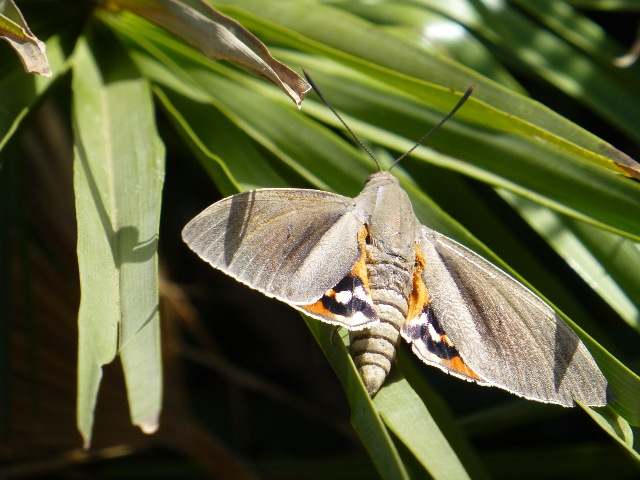 Paysandisa archon - Palm Moth