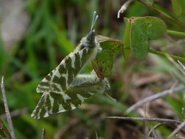 Green-striped white butterflies