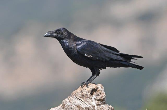 Common Raven - Corvus corax1