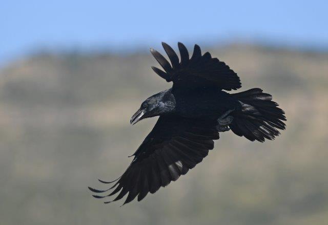 Common Raven - Corvus corax2
