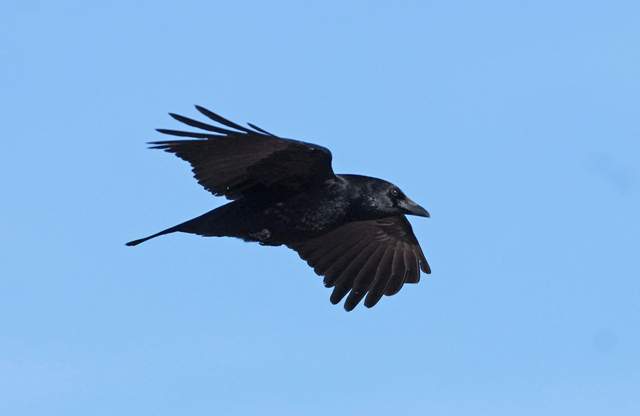 Carrion Crow 2