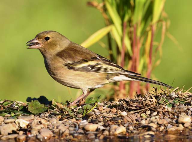 Common Chaffinch 2