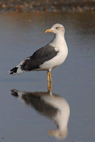 Lesser black-backed Gull1