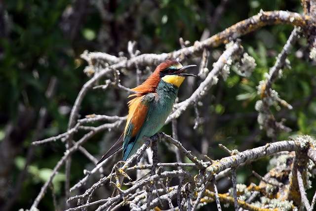 Bee Eater calling