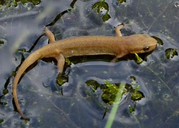 Young Palmate Newt