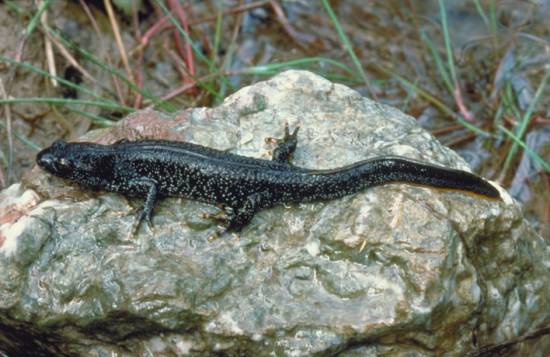Great Crested Newt, female