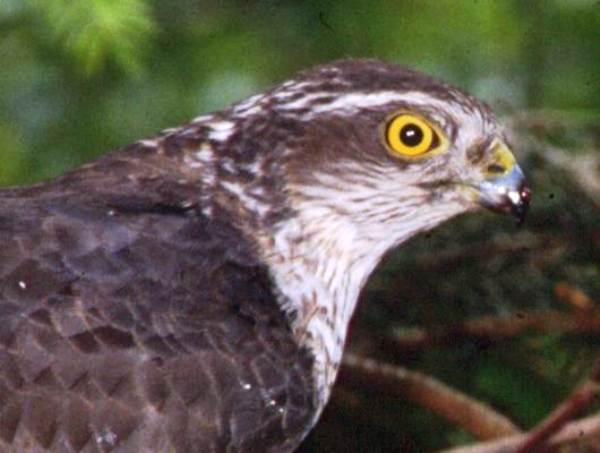 Closeup of the head of a Sparrowhawk