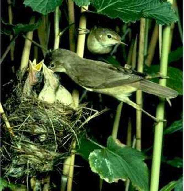 Acrocephalus scirpaceus, Reed Warbler, with young