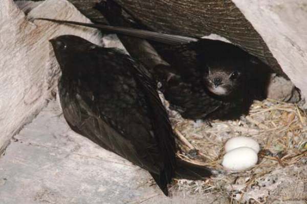 Swiftsbwith nest and eggs