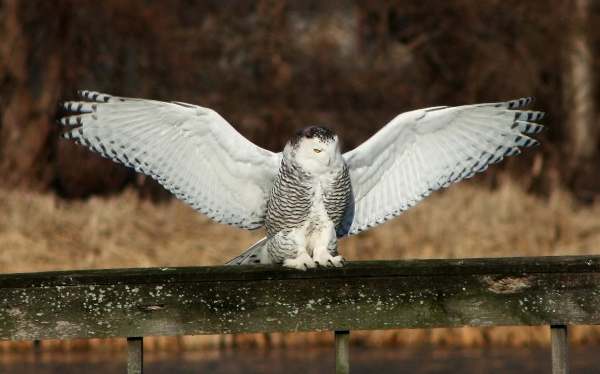 Snowy Owl, wings outstretched