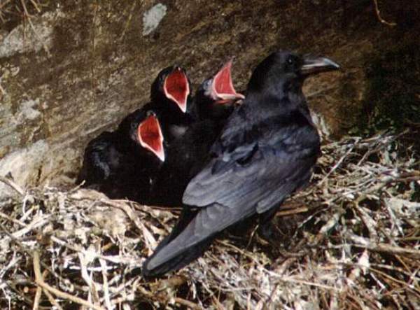 Corvus corax, Ravens with young