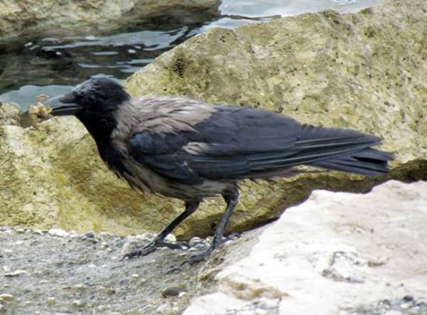 Corvus cornix, Hooded Crow, Slovenia